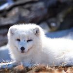 探索CA88手机版登录网页的优势与特色功能,提升游戏乐趣 c2iq5m